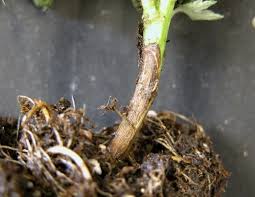 پوسیدگی طوقه و ریشه