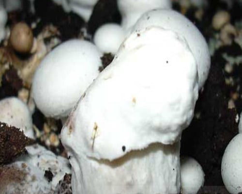 ورتیسیلیوم