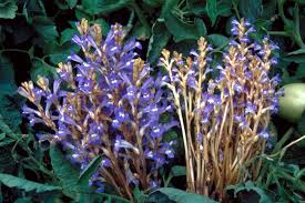 خسارت گل جالیز