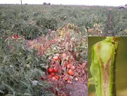 ویروس اتشک گوجه