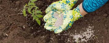 برای بهبود خاک گوجه