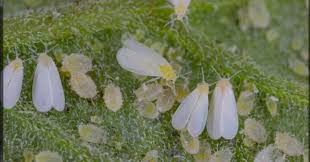 شناسایی سفید بالک‌ها