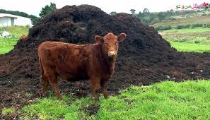 کود حیوانی برای مزارع