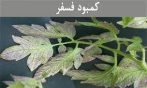 نقش عنصر فسفر در گوجه