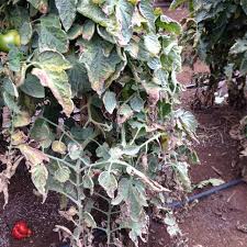 پژمردگی گوجه فرنگی