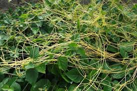 کنترل انگل سس