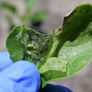 آفت پرودنیا مگس چغندر