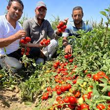 دلیل بالا رفتن تناژ در مزارع گوجه