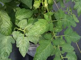 مقابله با سفیدک گوجه فرنگی