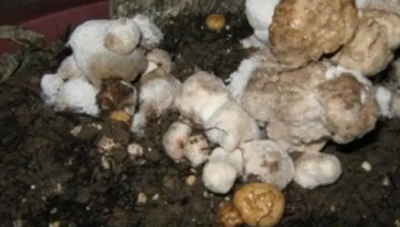 قارچ مایکگون