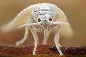 مگس سفید چه خساراتی وارد می‌کند