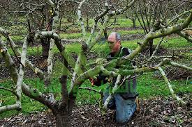 زمان هرس درخت