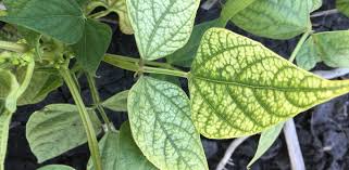 اثر بخشی کود روی