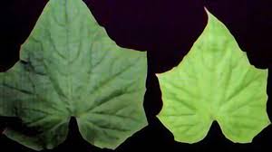 کمبود نیتروژن در خیار