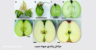 تشکیل میوه در سیب