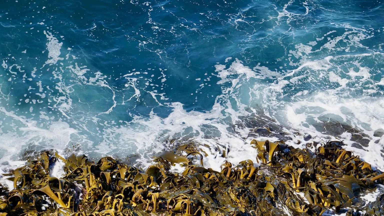 موادی مغذی جلبک دریایی 