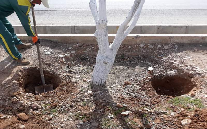 چال کود چیست