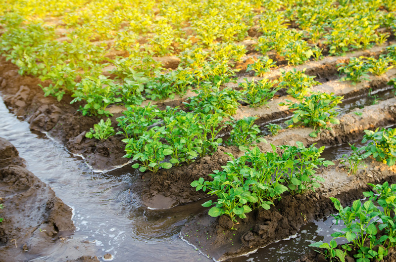 کاربرد فن آوری هوشمند در کشاورزی دقیق