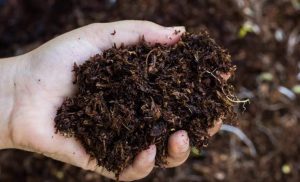 کودهای آلی و ارگانیک