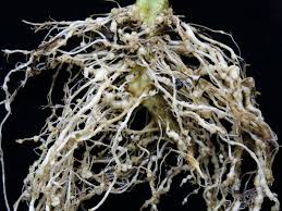 نماتد از کجا بوجود می اید