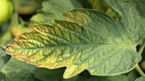 برطرف کردن کمبود فسفر