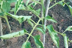 علت قاشقی شدن برگهای گوجه