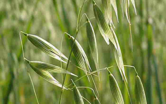 علف هرز باریک برگ گندم