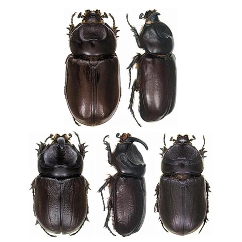 سوسک کرگدنی خرما