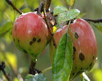 آفات درخت سیب