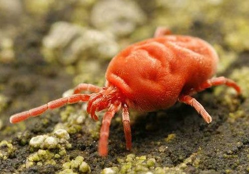 کنه قرمز پاکوتاه