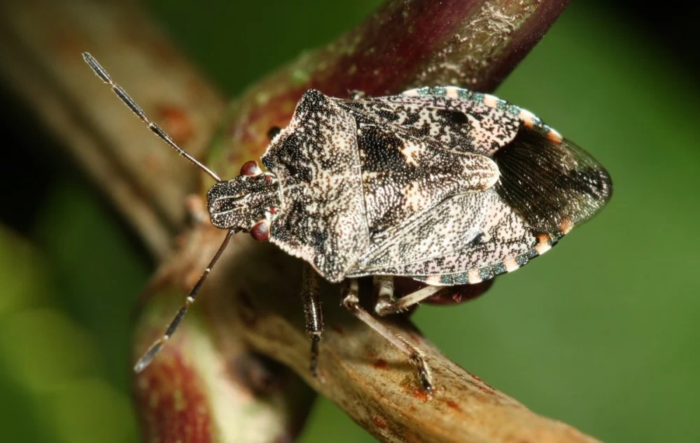 سن بدبوی هلو