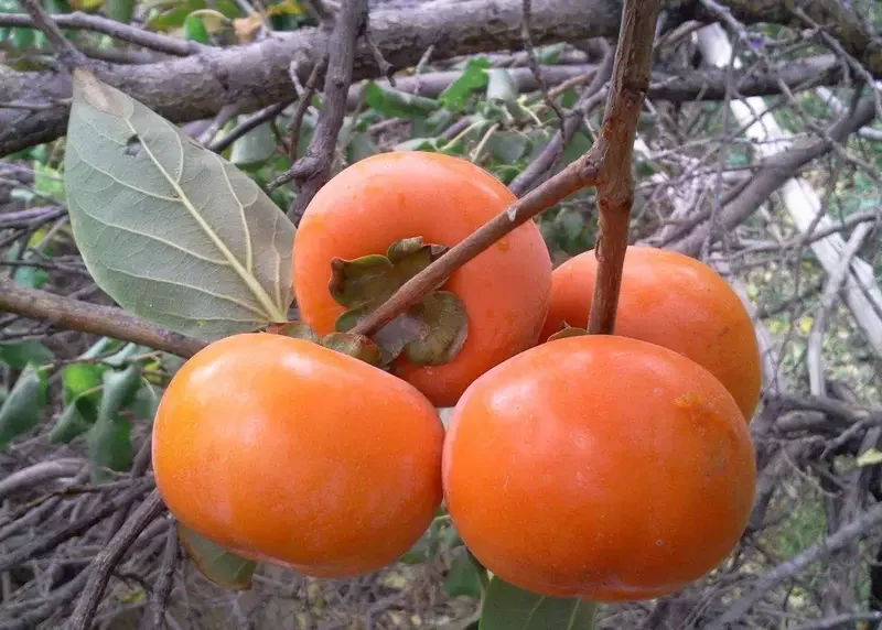 آفات درخت خرمالو
