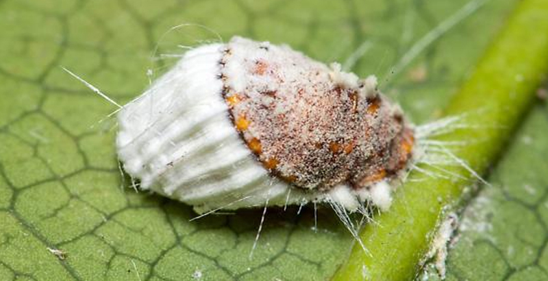 شپشک استرالیایی