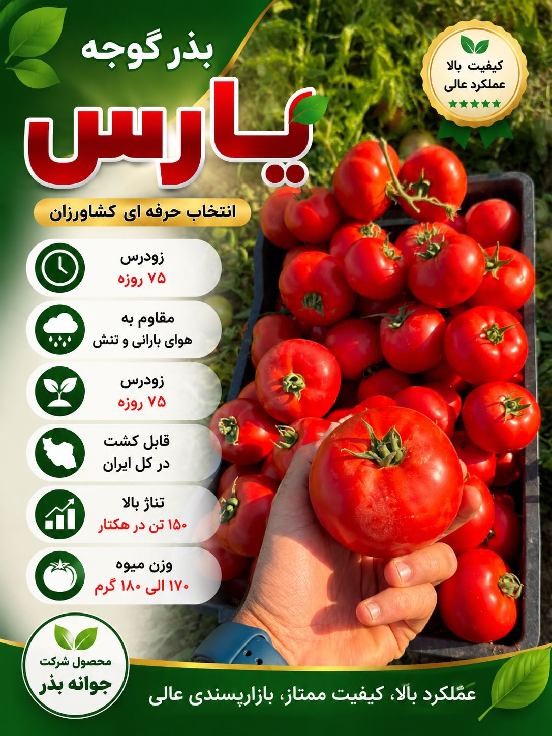 بذر گوجه فرنگی یارس بذر گوجه فرنگی یارس