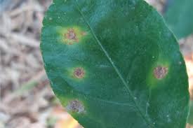 آفت گریپ فروت شپشک ها