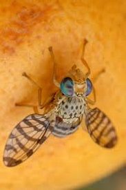 مگس مدیترانه ای مرکبات
