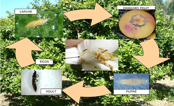 تریپس پرتقال