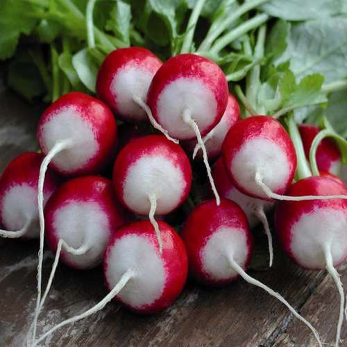 تربچه گرد زنگوله ای