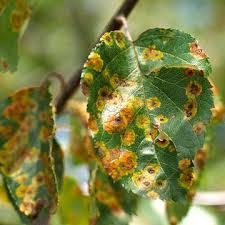 بیماری برگ پیسه ای گیلاس