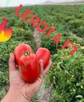 بذر گوجه فرنگی لورتا