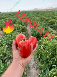 بذر گوجه فرنگی لورتا