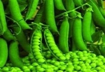 پوسیدگی بذر و ریشه نخود فرنگی