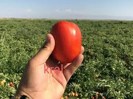 کشت تابستانه گوجه فرنگی