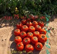 خرید بذر گوجه اصل از شرکت اراز بذر