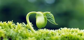 مواد شیمیایی تحیرک کننده جوانه زنی
