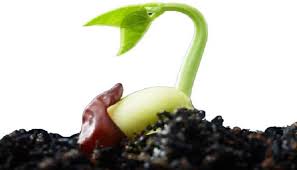 زنگ درختان میوه هسته دار