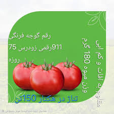 بذر گوجه 911 پربار
