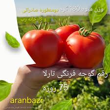 بذر گوجه زودرس تارلا