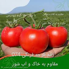 بذر گوجه پر محصول و زودرس 