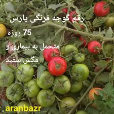 بذر گوجه هیبرید پربار